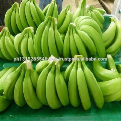 CAVENDISH BANANA